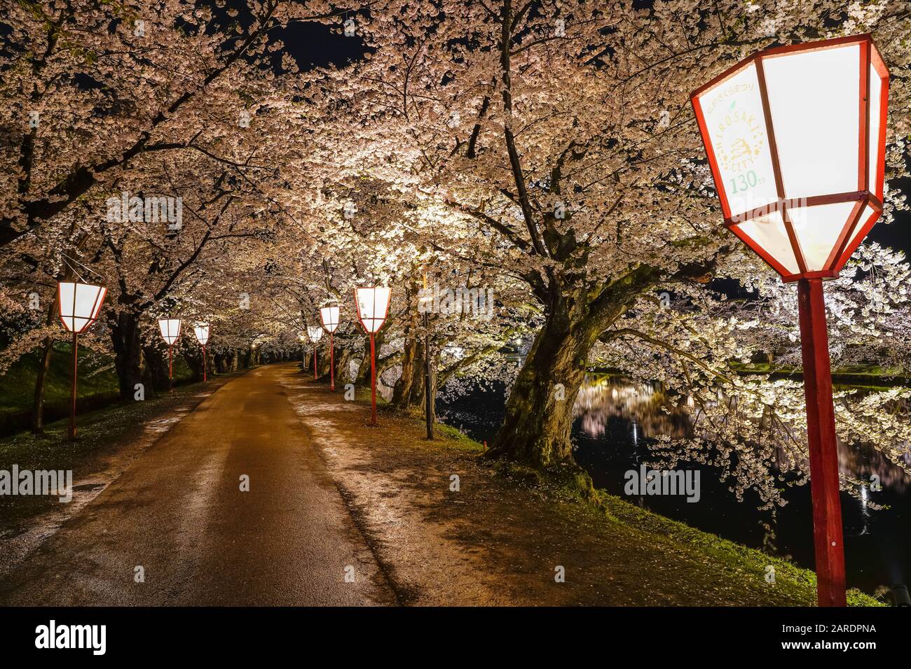 Hirosaki parco ciliegio fiore alberi matsuri festival si accendono di notte in primavera. Bellezza piena fiore rosa galleria di fiori in fossato ovest e luci Foto Stock