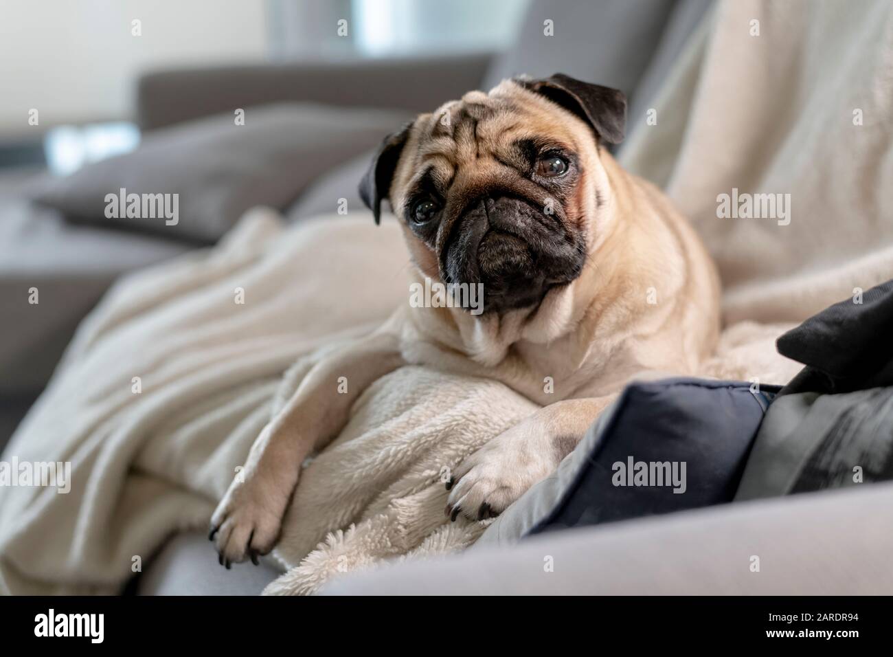 Cute Pug Seduto Su Coperta Bianca Sul Lettino Foto Stock