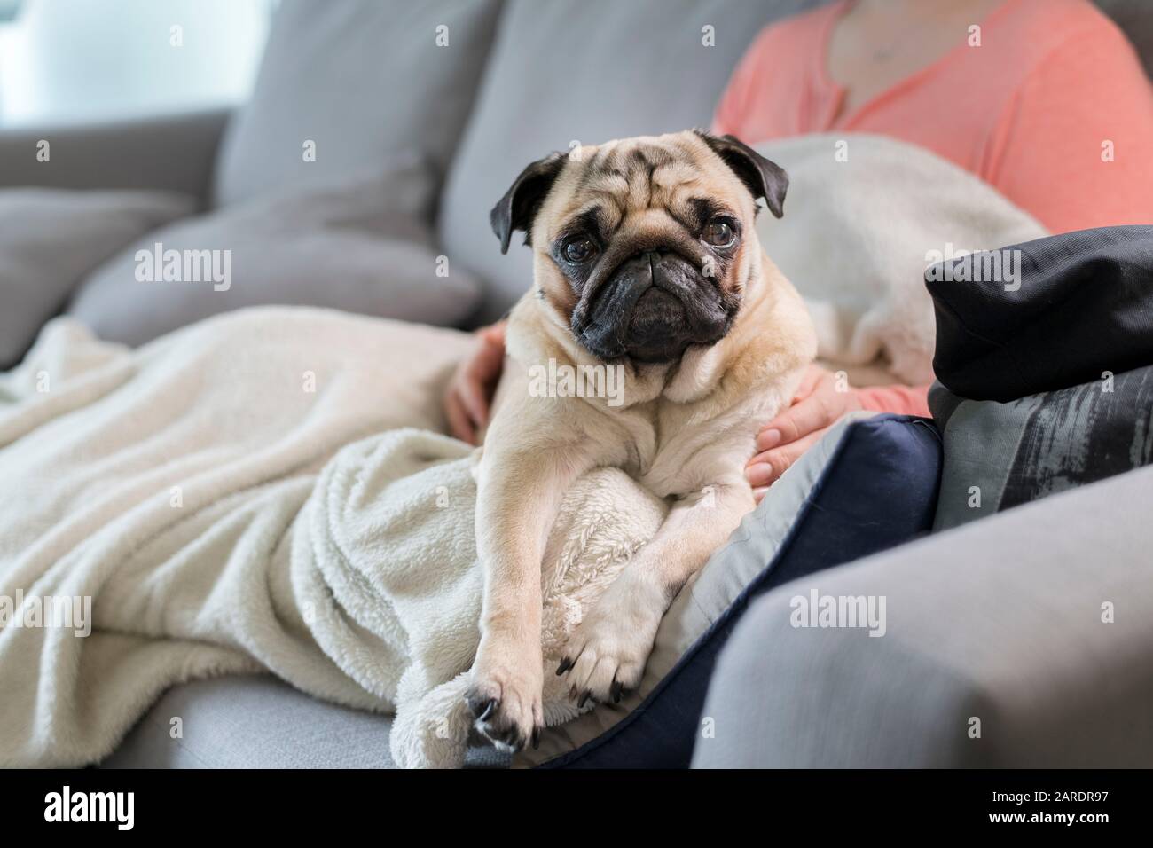 Cute Pug Seduto Sui Proprietari Lap Sul Lettino Foto Stock