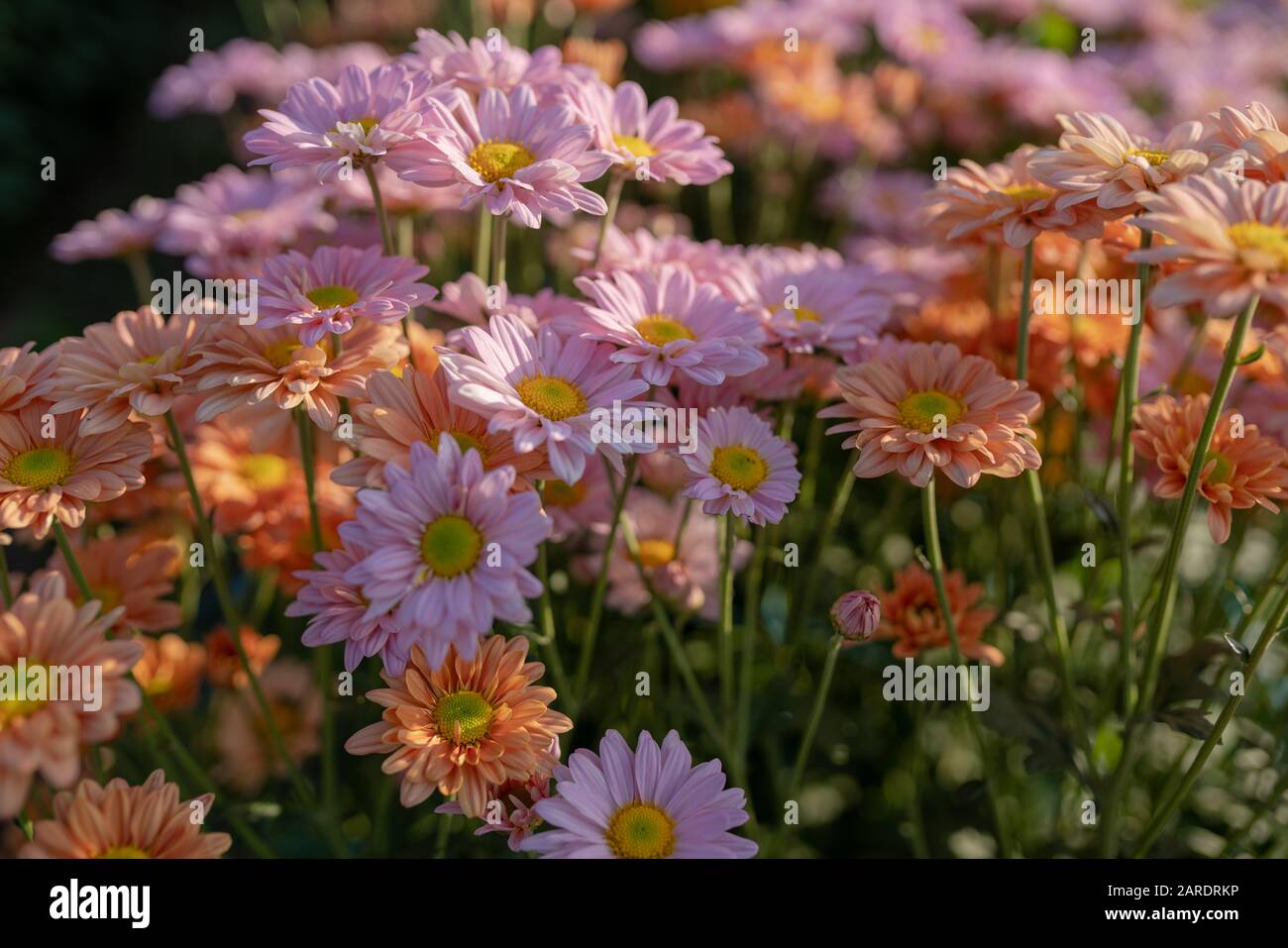 Bella taglierina fiorisce in un giardino fiorito Foto Stock