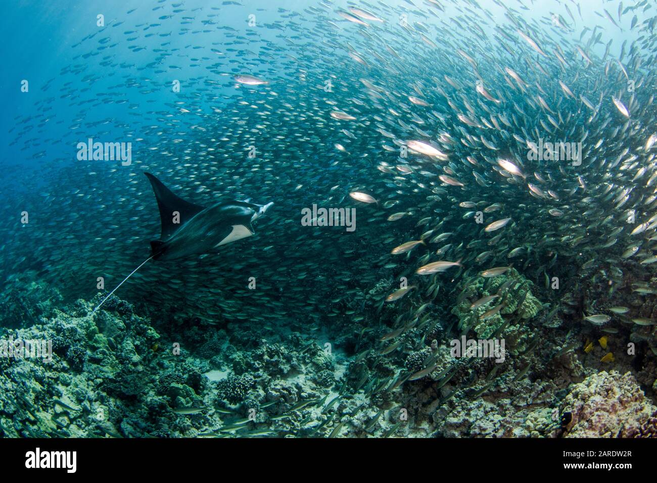 Reef manta ray (Mobula alfredi) in una scuola di akule (Selar crumenophtalmus) Kona, Hawaii, Stati Uniti Foto Stock