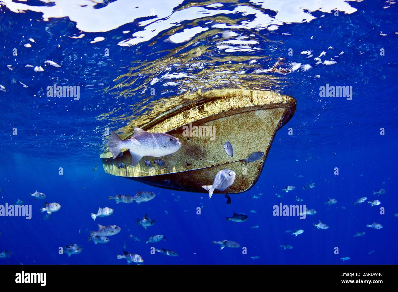 Questa barca è stata lavata fuori al mare durante uno tsunami che si è verificato in Giappone nel 2011 e successivamente ha trovato la deriva offshore di Kona, Hawaii, Stati Uniti. Foto Stock