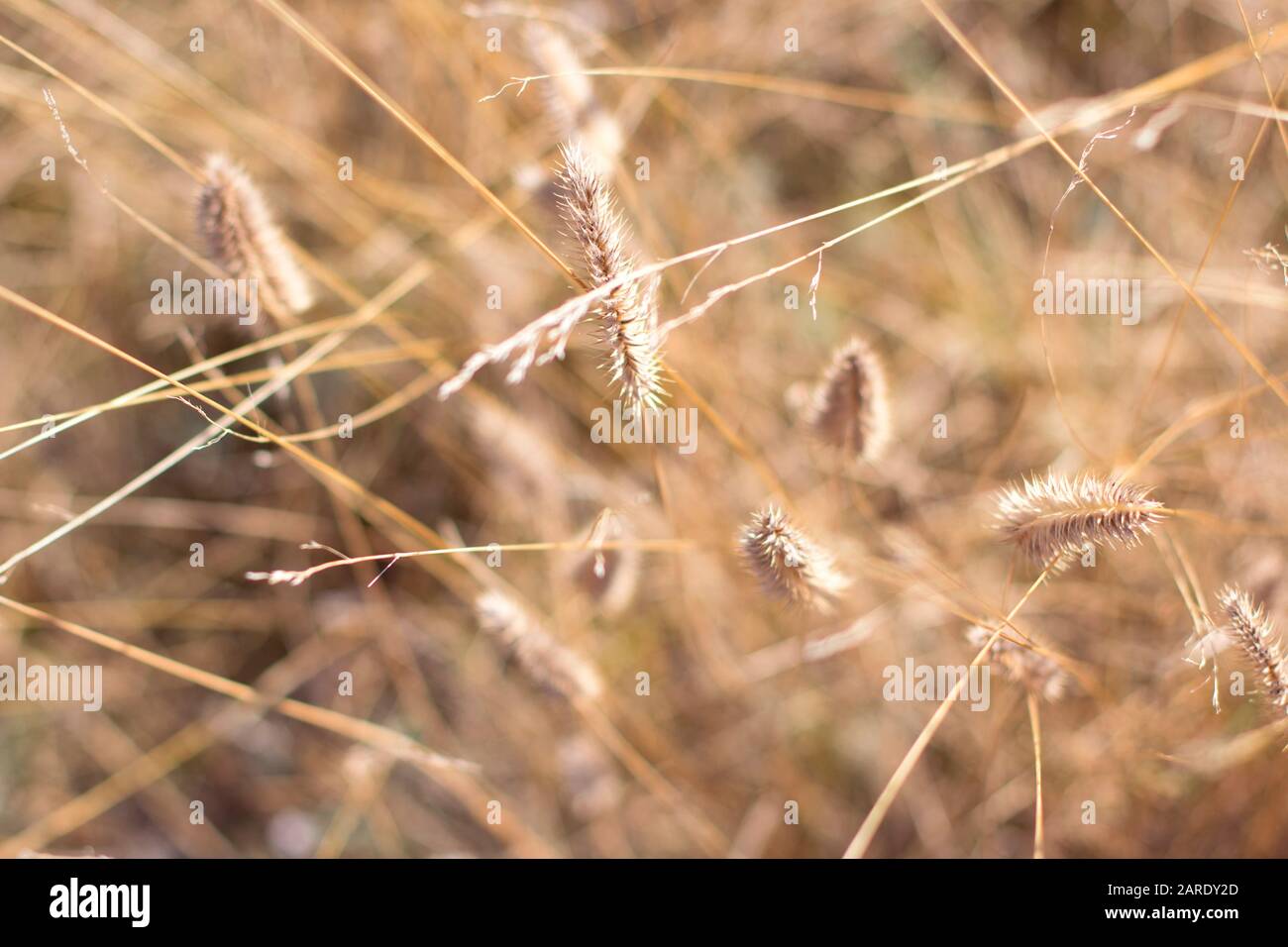 estate natura dettagli con piante secche Foto Stock
