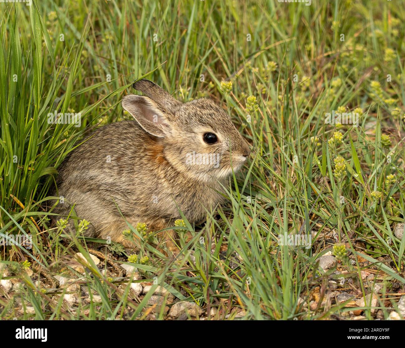 Kit cottontail 2 Foto Stock