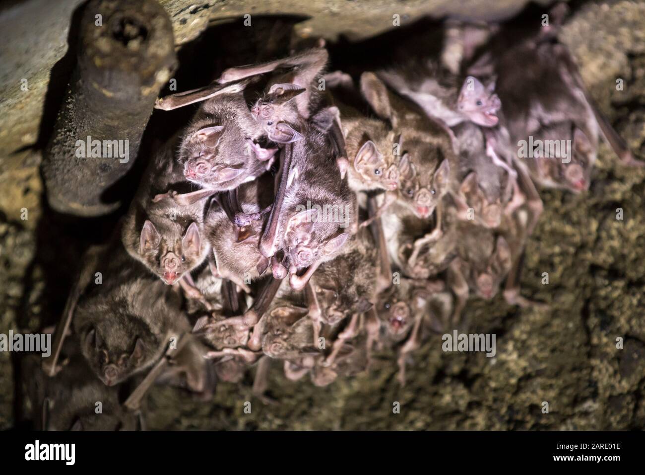 Colonia di pipistrelli. Diaemus youngi, vampiro bat.Rock Garden Tunnel con ali bianche. Jardin, Antioquia. Città patrimonio della Colombia. Foto Stock
