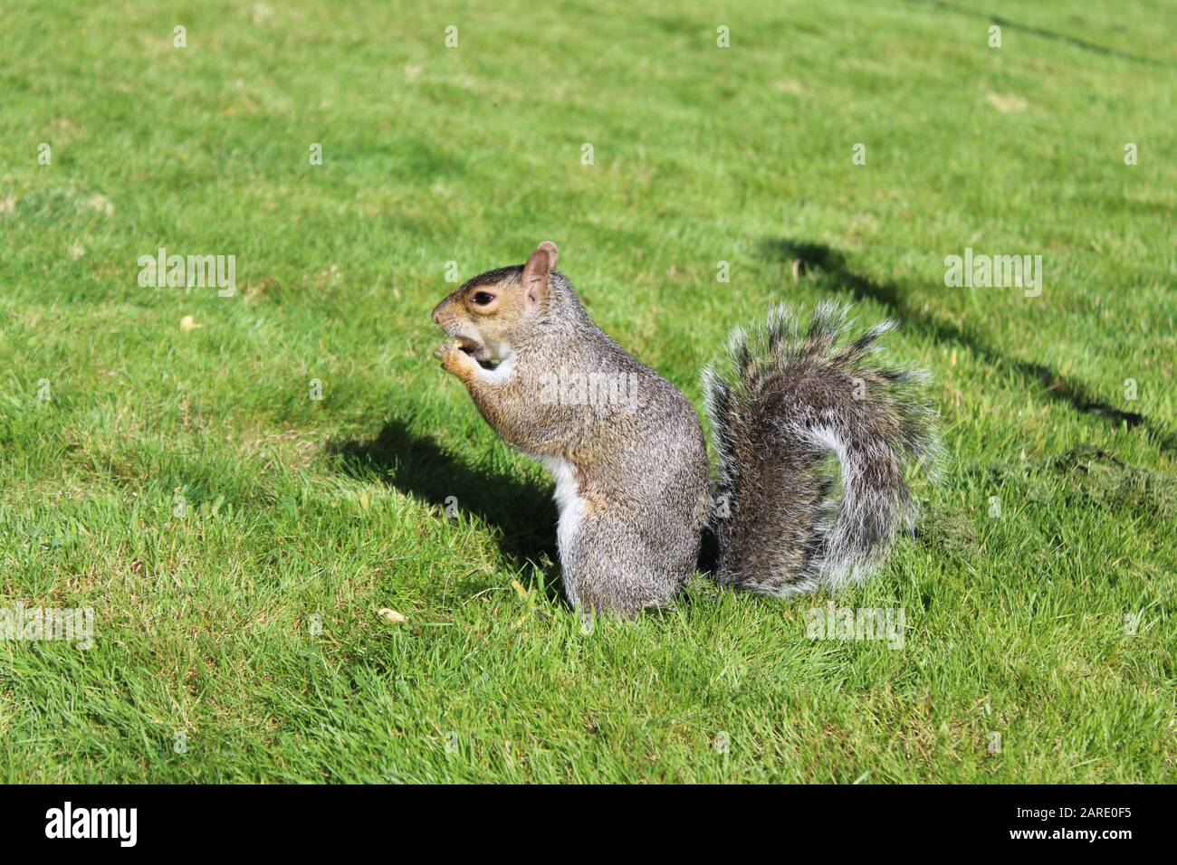 Scoiattolo grigio (Sciurus carolinensis), vista Laterale sulle zampe posteriori. Foto Stock