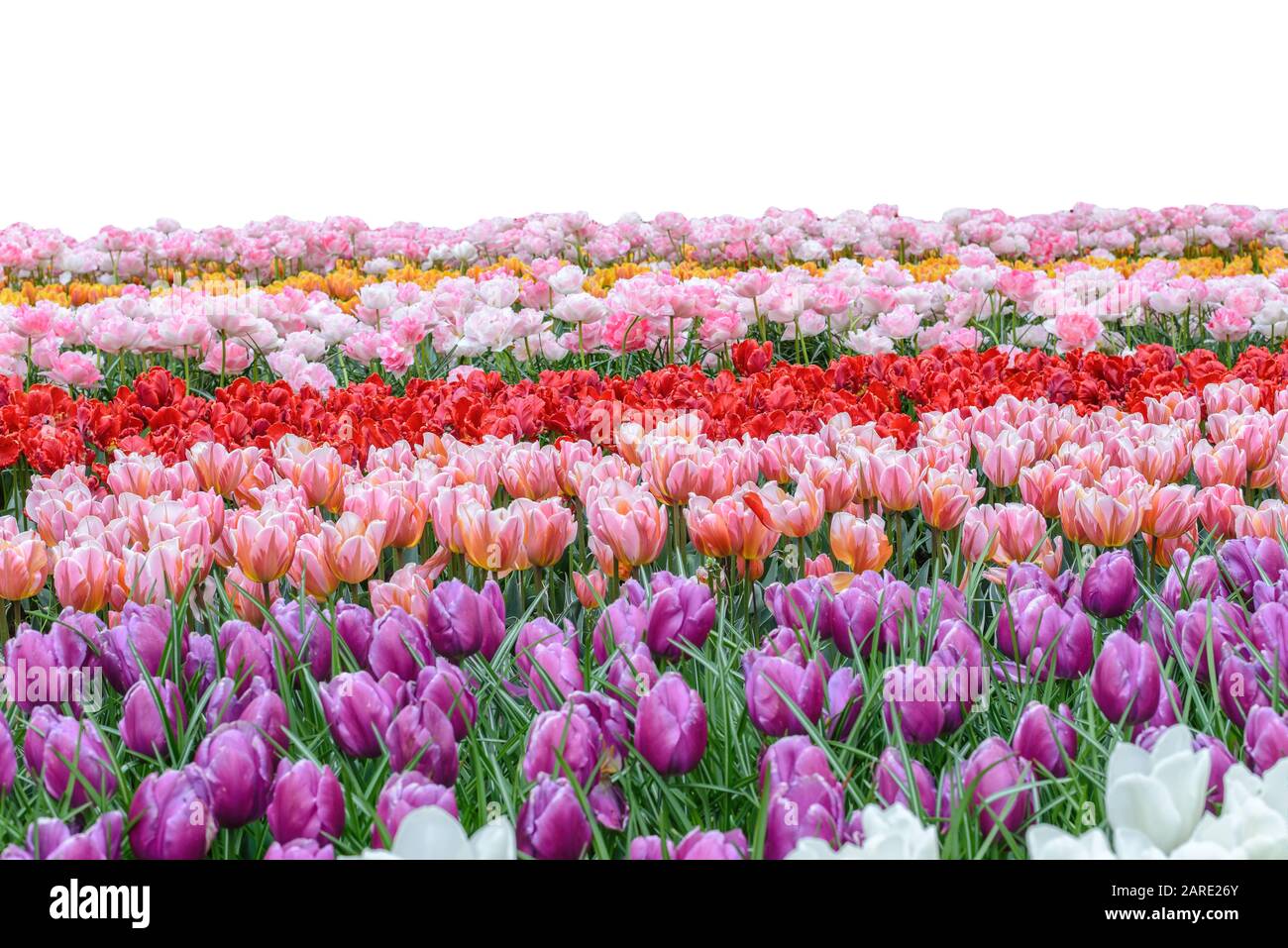 Primavera colophul tulipano bulbo fiore campo isolato su sfondo bianco Foto Stock