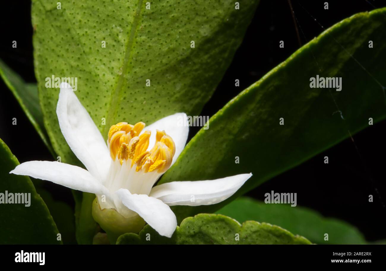 Primo piano di un fiore di tiglio messicano bianco Foto Stock