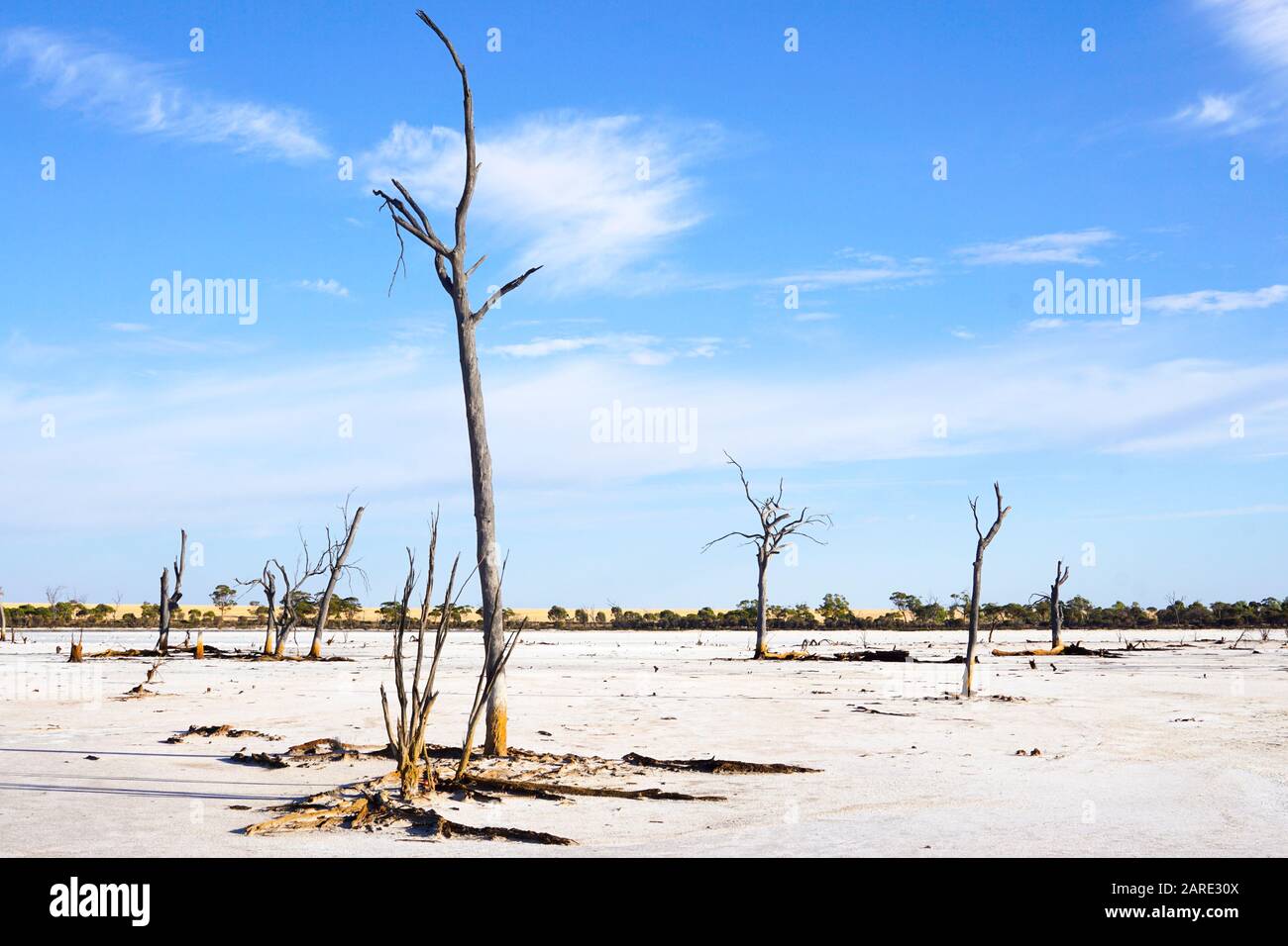 Alberi morti in piedi nel letto asciutto del lago di job vicino Bencubbin. Australia Occidentale Foto Stock