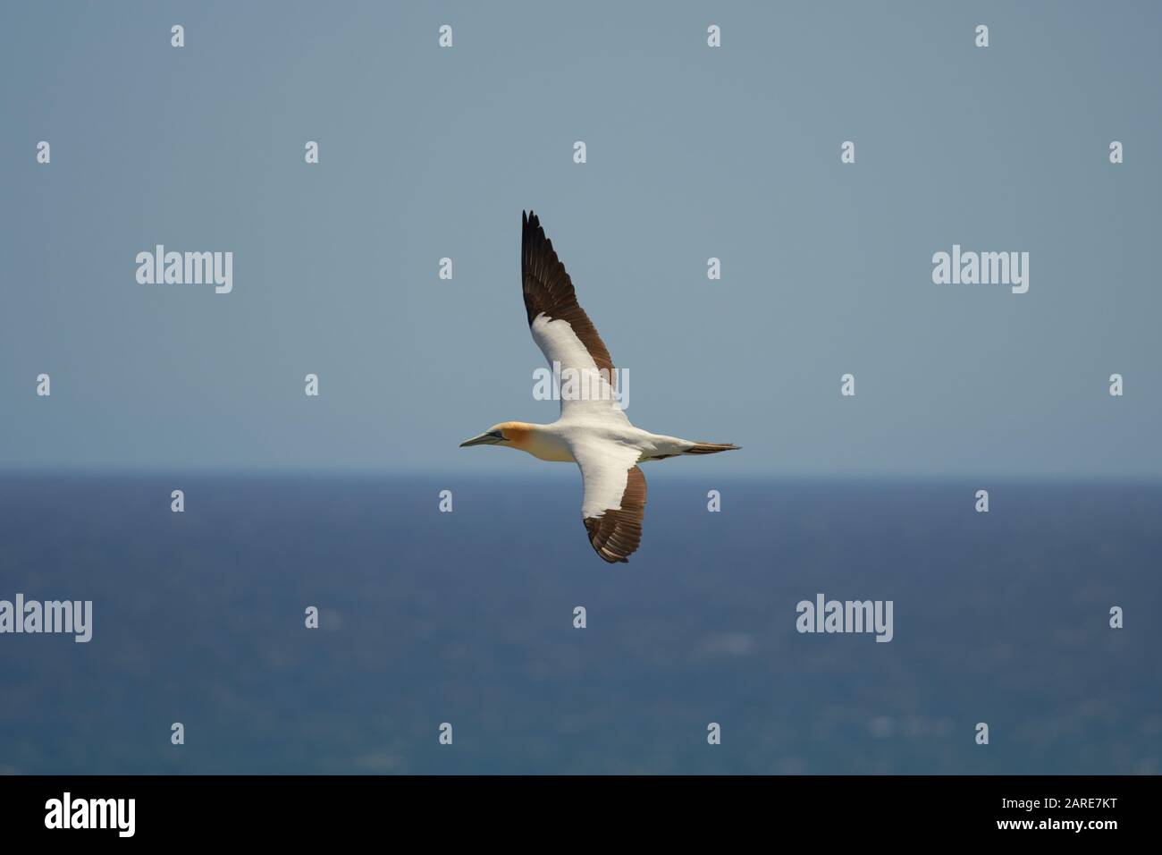 Lone Gannet svettante contro l'orizzonte blu del cielo del mare Foto Stock