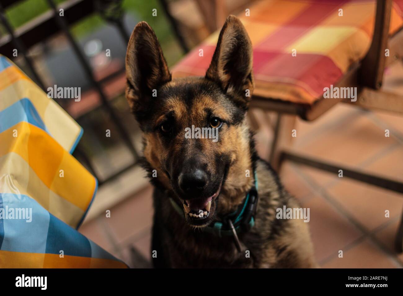 Primo piano fuoco selettivo di un carino vecchio Pastore tedesco Cane Foto Stock