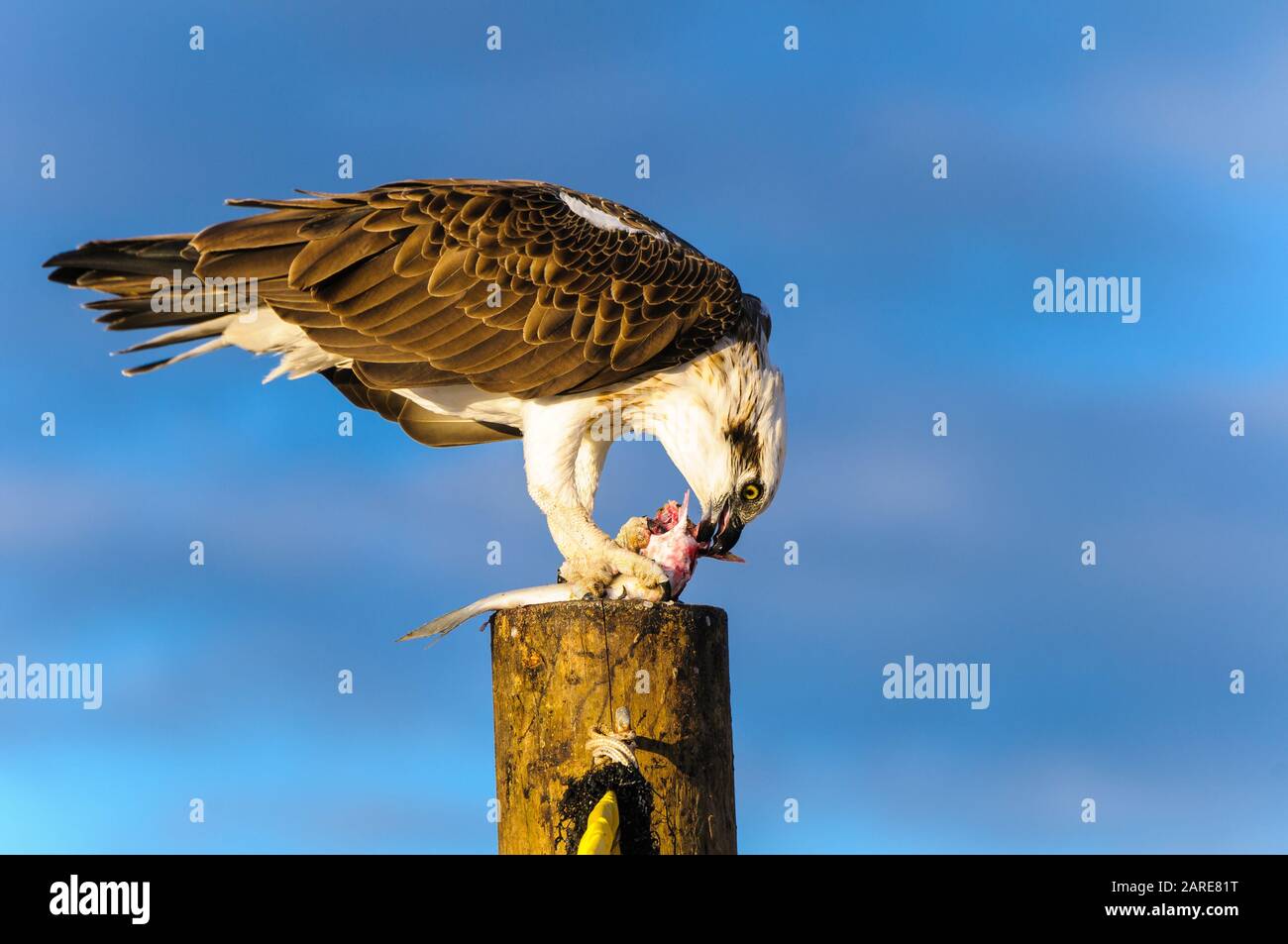 Femmina Osprey orientale in piedi su un post che alimenta il suo triglie appena catturato. Foto Stock