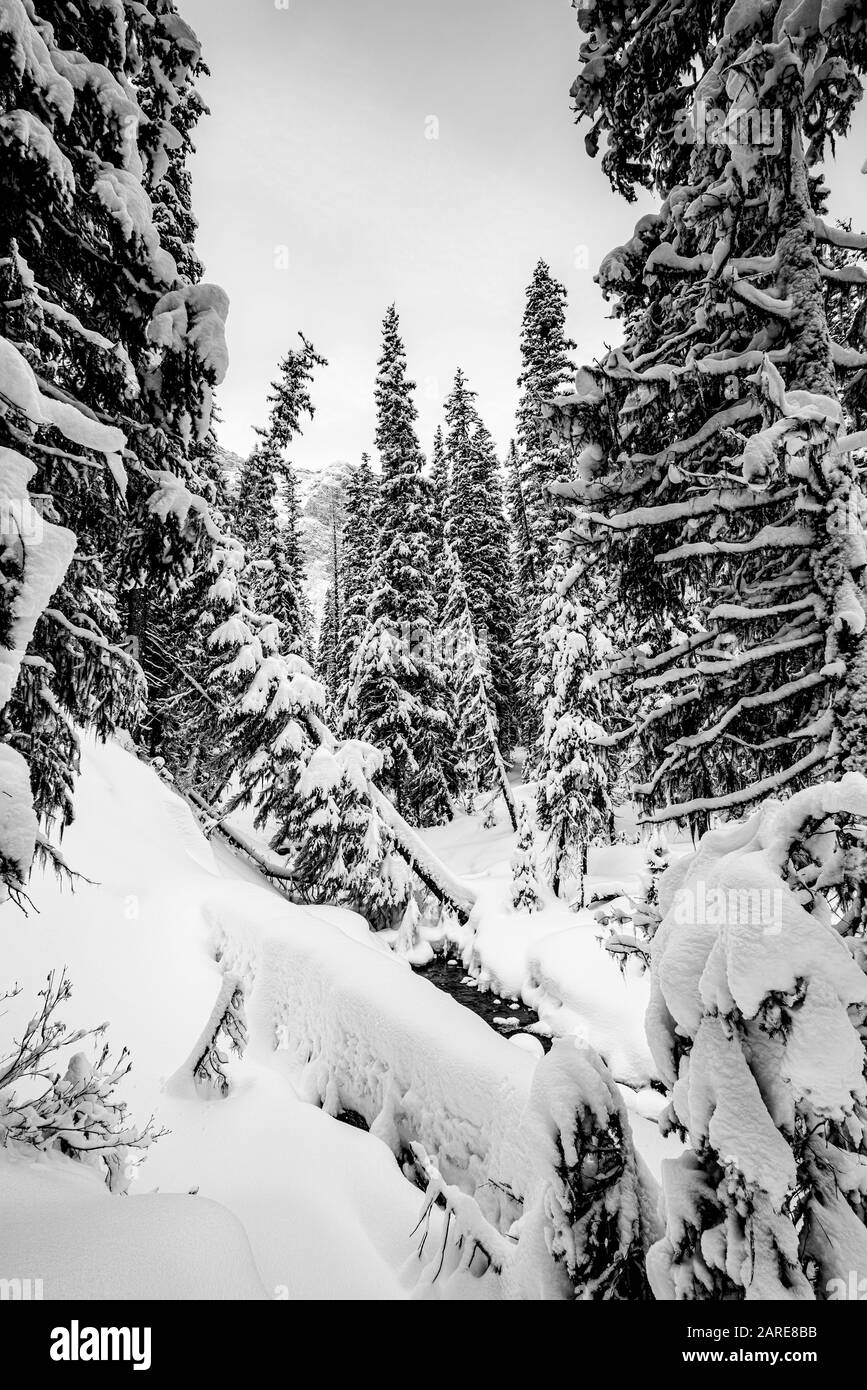 Scena Invernale Delle Montagne Rocciose Canadesi, Alberta Canada Foto Stock