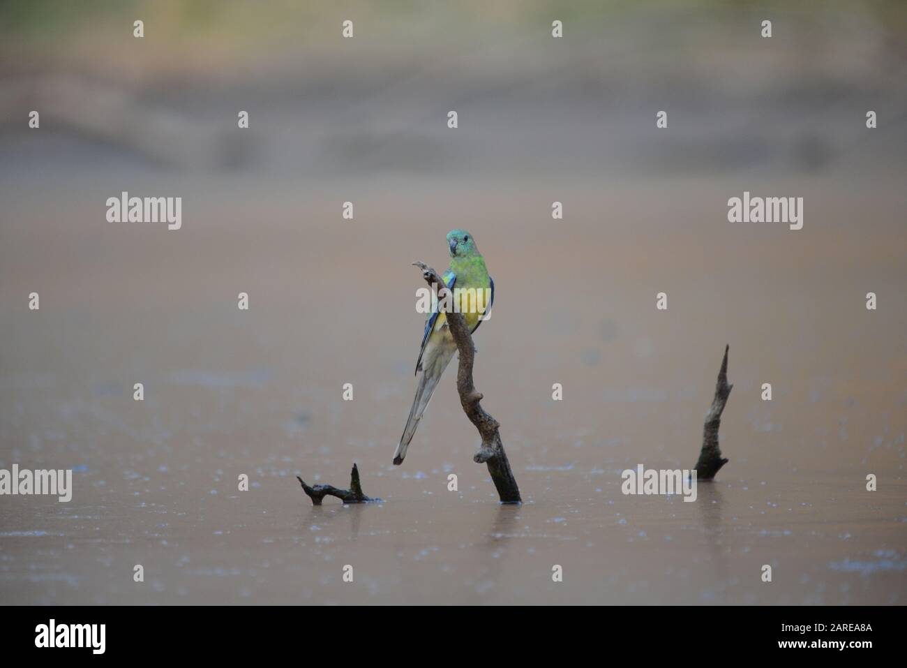 Rosso-rumped Parrot Foto Stock