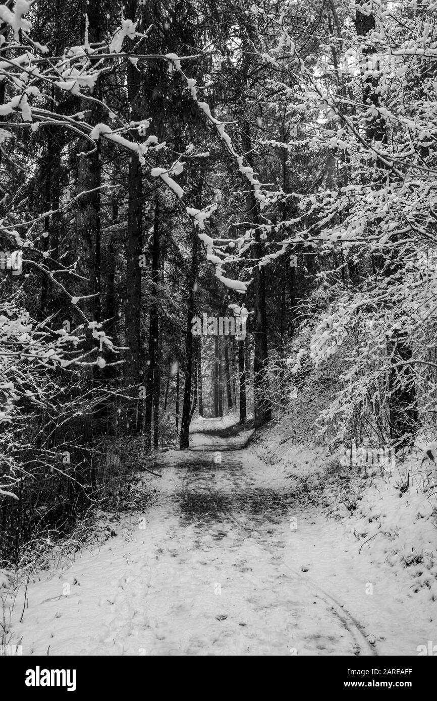 Immagine verticale di un sentiero circondato da alberi coperti la neve in una foresta Foto Stock