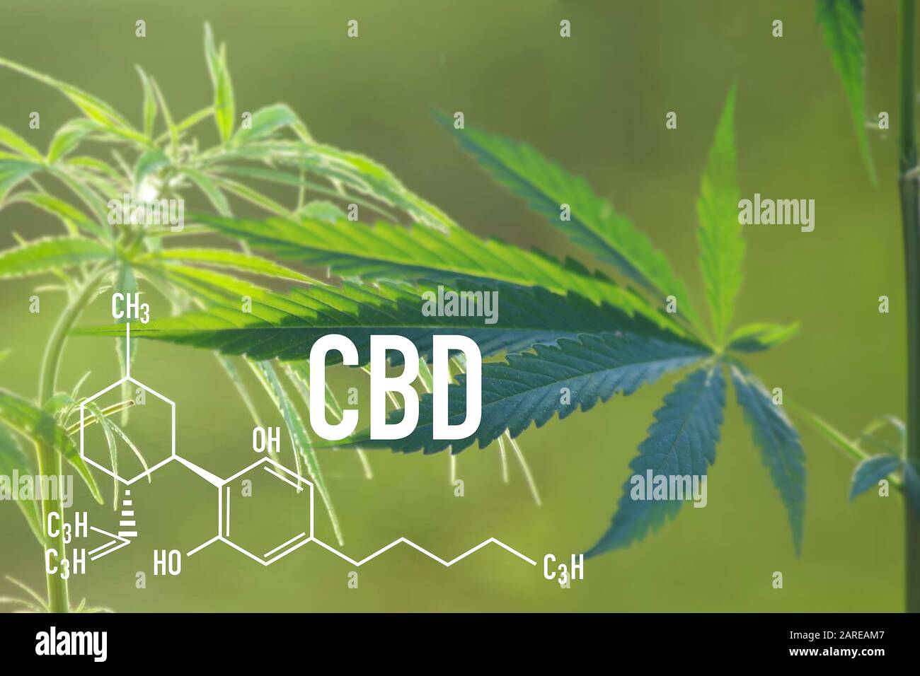 Cannabis medico e Cannabidiol CBD Oil Chemical Formula. Chimica struttura della marijuana per CBD giardino di cannabis indoor area di crescita. Foto Stock
