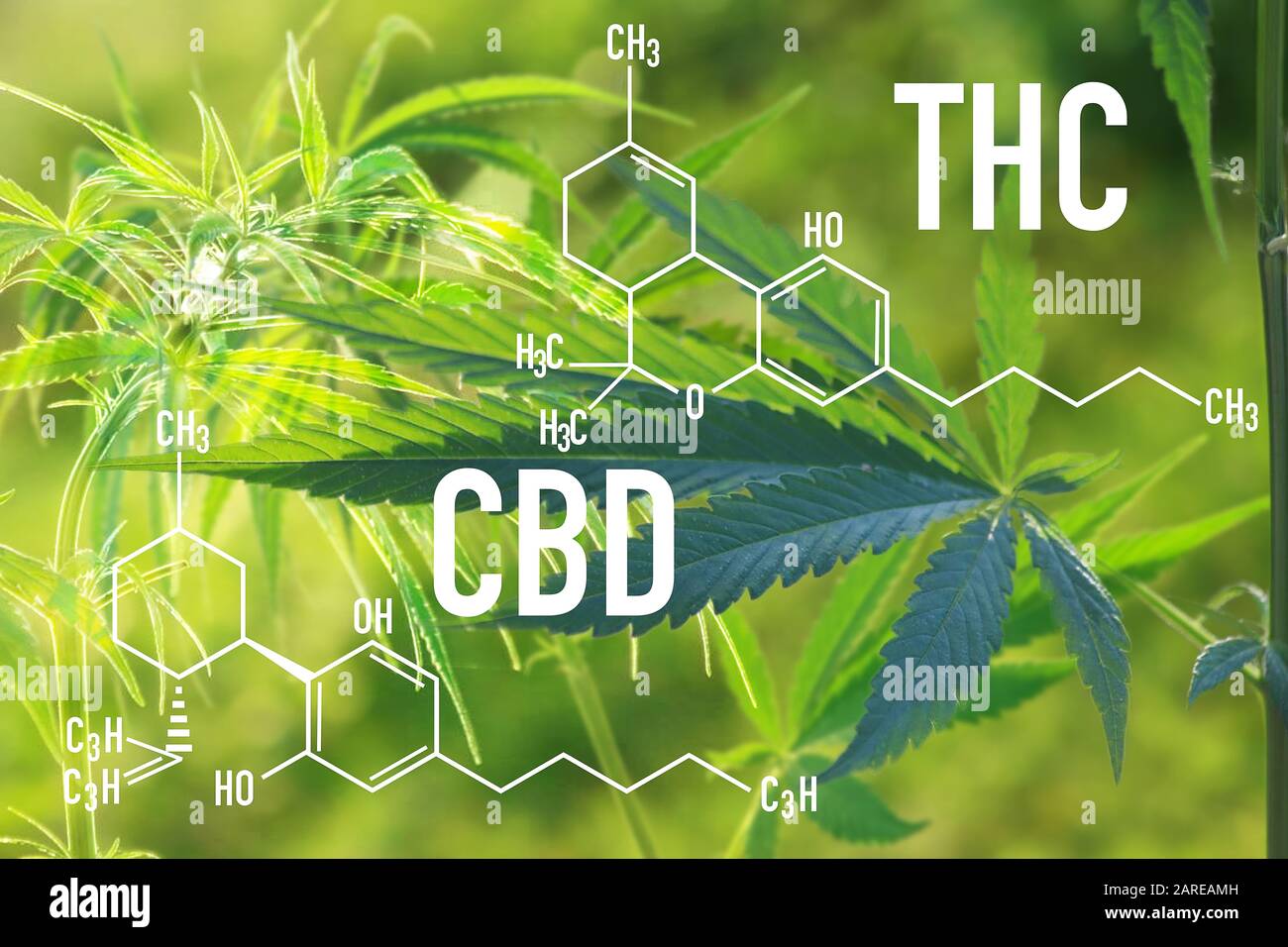 Cannabis medico e Cannabidiol CBD e THC Oil Chemical Formula. Chimica struttura della marijuana per CBD e THC Cannabidiol giardino interno crescere area. Foto Stock
