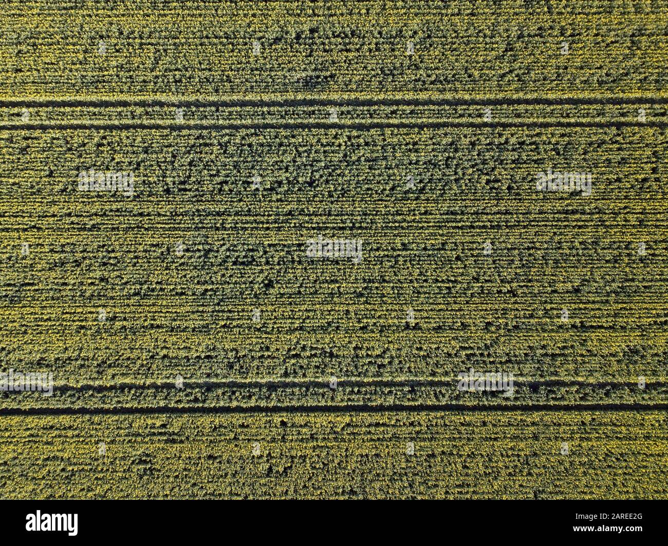 Vista aerea agricola con colture di canole e linee astratte di sfondo in un paesaggio agricolo, Victoria, Australia. Foto Stock