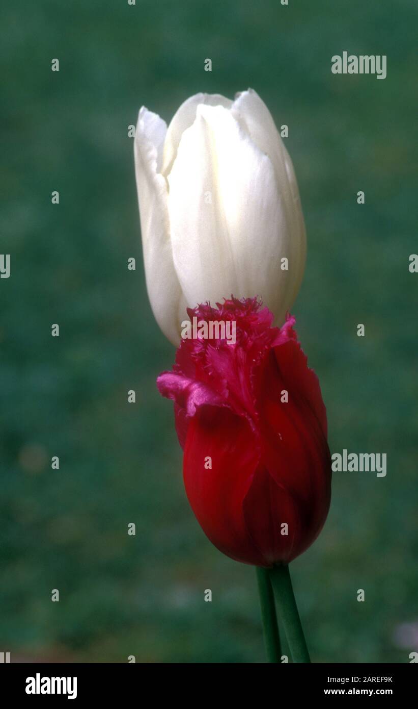 TULIPANO ROSSO IN PRIMO PIANO, BIANCO DIETRO. Foto Stock