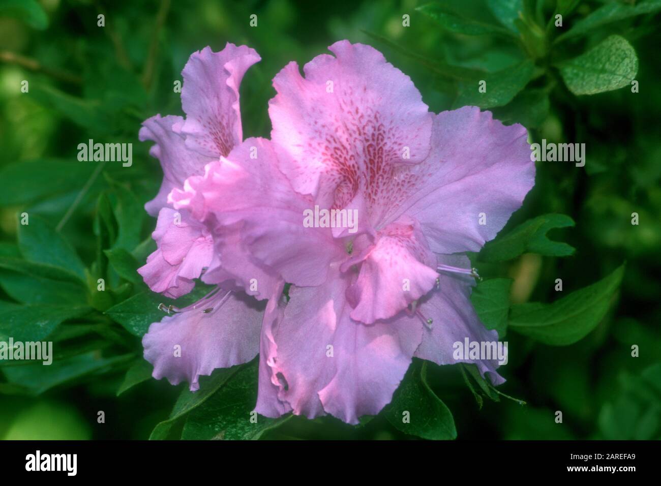 PRIMO PIANO DI UN BELLISSIMO FIORE ROSA AZALEA. Foto Stock