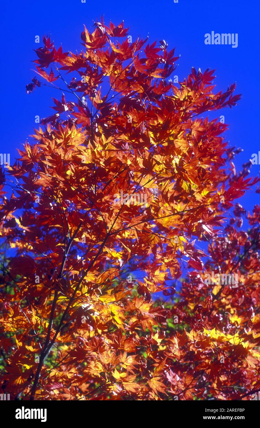 FOGLIA DI ALBERO ROSSO BRILLANTE IN AUTUNNO SUL FONDO DI UN CIELO BLU, SYDNEY, AUSTRALIA. Foto Stock