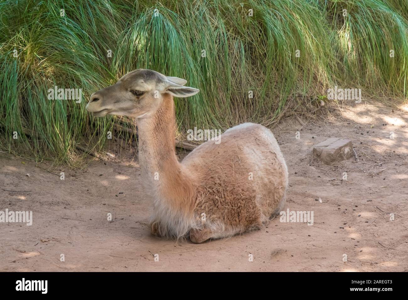 Guanaco argentino, un camelide nativo del Sud America, strettamente legato  alla lama Foto stock - Alamy