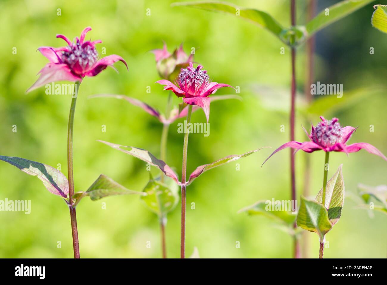 Monarda didima (apibalm cremisi, scarlatto monarda, tè Oswego o bergamotto) sul verde. Giardino estivo Foto Stock