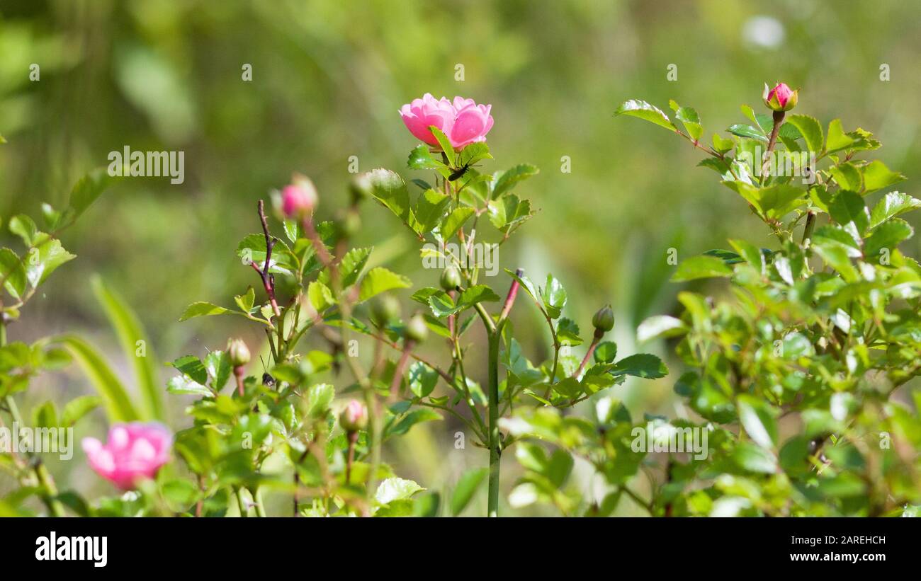 Rosa Inglese Rosa. Fiori sullo sfondo con sole nel giardino estivo Foto Stock