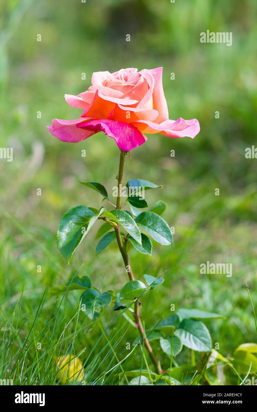 Rosa. Fiore rosa nel giardino estivo Foto Stock