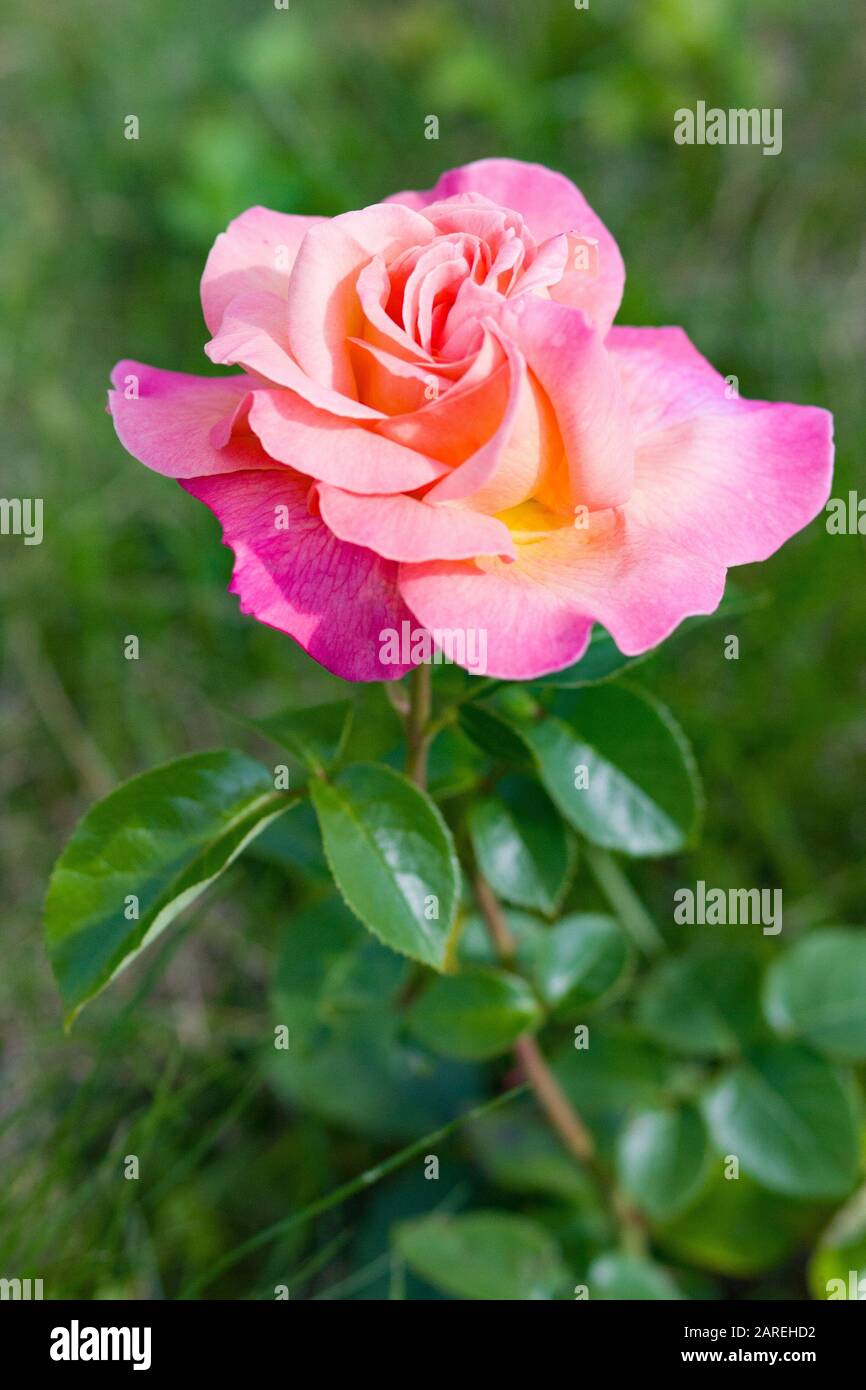 Rosa. Fiore rosa nel giardino estivo Foto Stock