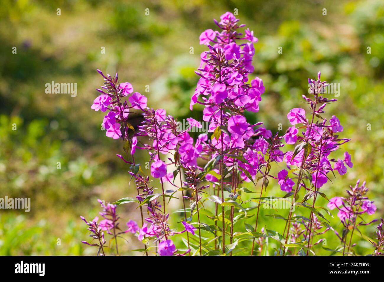 Phlox annuale (Phlox drummondii) contro il giardino estivo Foto Stock