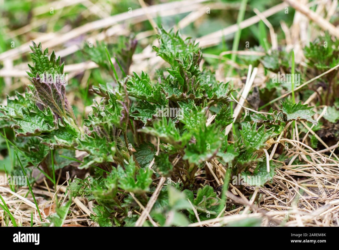 Ortica verde foglie vicino, germogli di primavera, sfondo per il testo Foto Stock