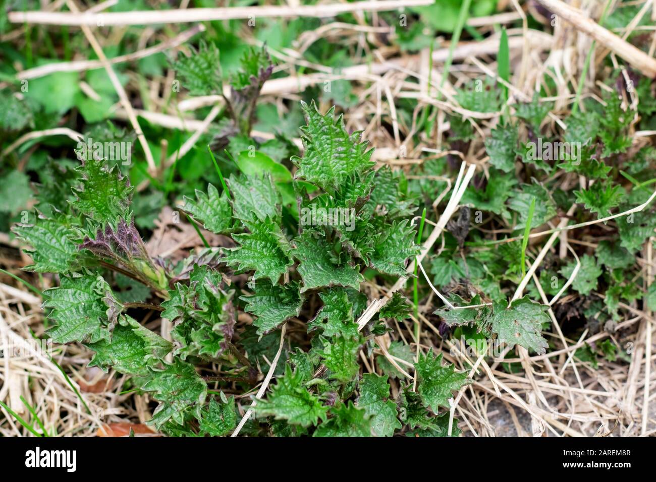 Ortica verde foglie vicino, germogli di primavera, sfondo per il testo Foto Stock