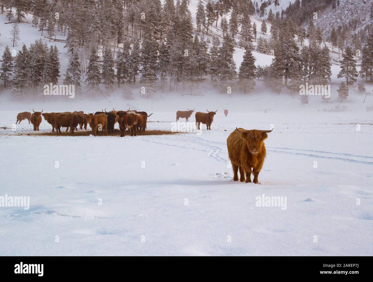 Bestiame scozzese su un pascolo innevato a Beavertail, Montana. Foto Stock