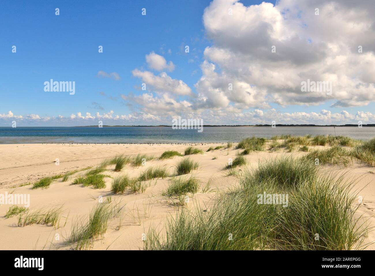 Marram Grass, Dune Di Amrumer Odde, Amrum, North Frisian Island, North Frisia, Schleswig-Holstein, Germania Foto Stock
