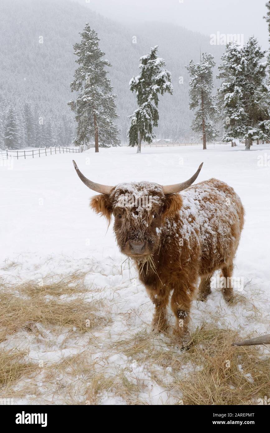 Bestiame scozzese su un pascolo innevato a Beavertail, Montana. Bos tauro Foto Stock