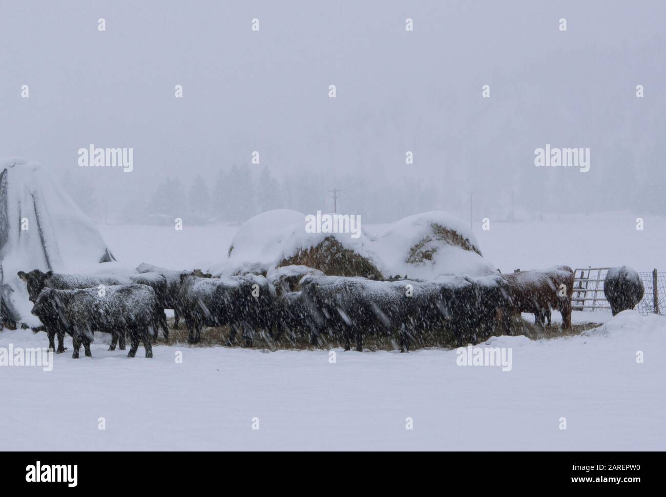 Bovini neri in forte nevicata, accoccolati vicino a balle di fieno, in un allevamento di bovini, a Beavertail, Montana Bos taurus Kingdom: Animalia Phylum: Chordata Clas Foto Stock