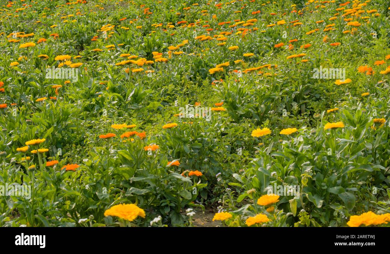 La calendula (Calendula officinalis) è una pianta perenne di breve durata in climi più caldi, ma di solito è coltivata come un fiore annuale in letti da giardino e contai Foto Stock