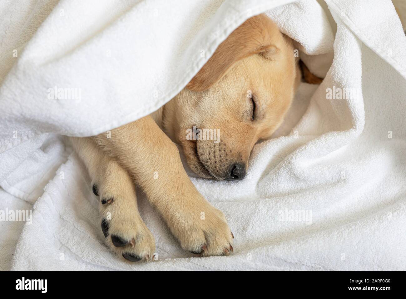 carino piccolo nove settimane vecchio retriever cucciolo dormire su sfondo bianco. Foto Stock