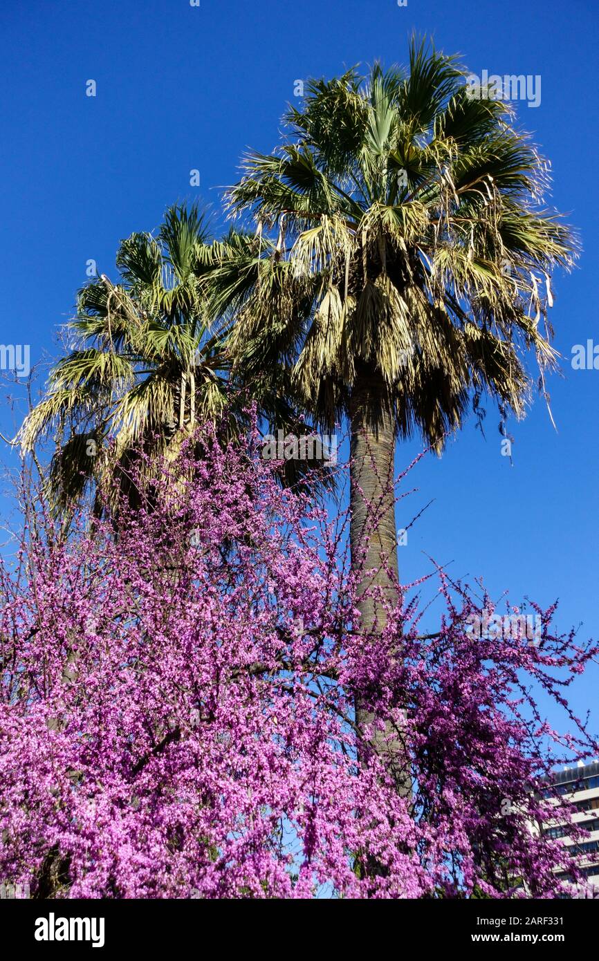 Spagna albero di palma e albero di Giuda in fiore a Valencia Foto Stock