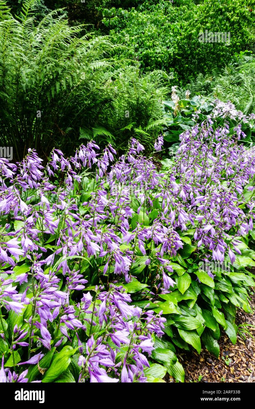Fiori blu Hosta 'Betsy King' feln Hosta in giardino confine Foto Stock