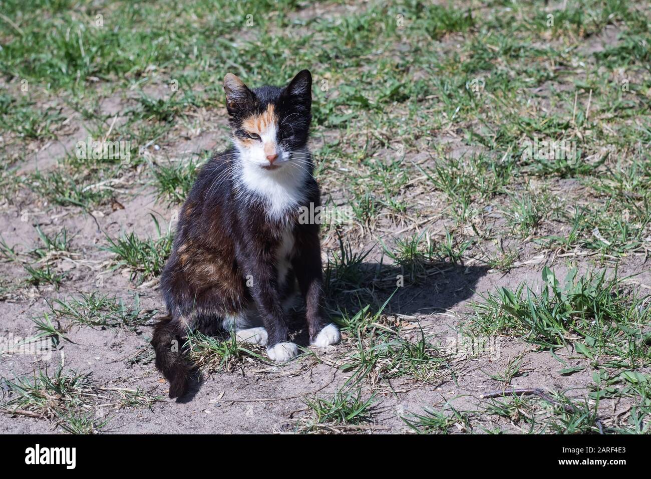 Piccolo gattino bianco e nero seduto sull'erba Foto Stock