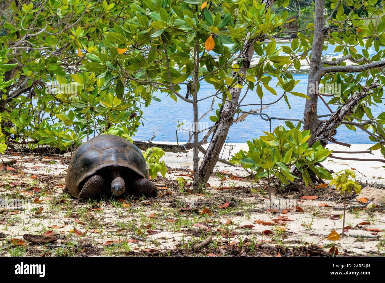 Aldabra Tartaruga Gigante, Curieuse Marine National Park, Curieuse Island, Seychelles Foto Stock