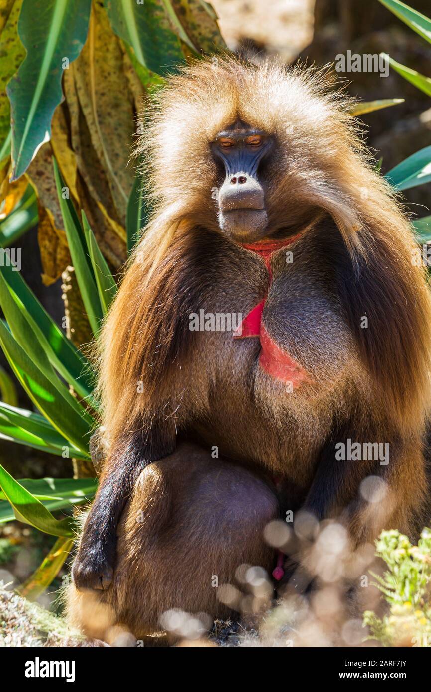 Primo piano di una scimmia adulta Gelada (Theropithecus gelada) - Simien montagne, Etiopia Foto Stock