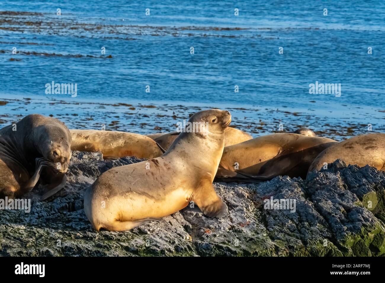 Enormi colonie di leoni marini e pellicce su un'isola nel canale di Beagle vicino Ushuaia Tierra del Fuego, Argentina. Foto Stock