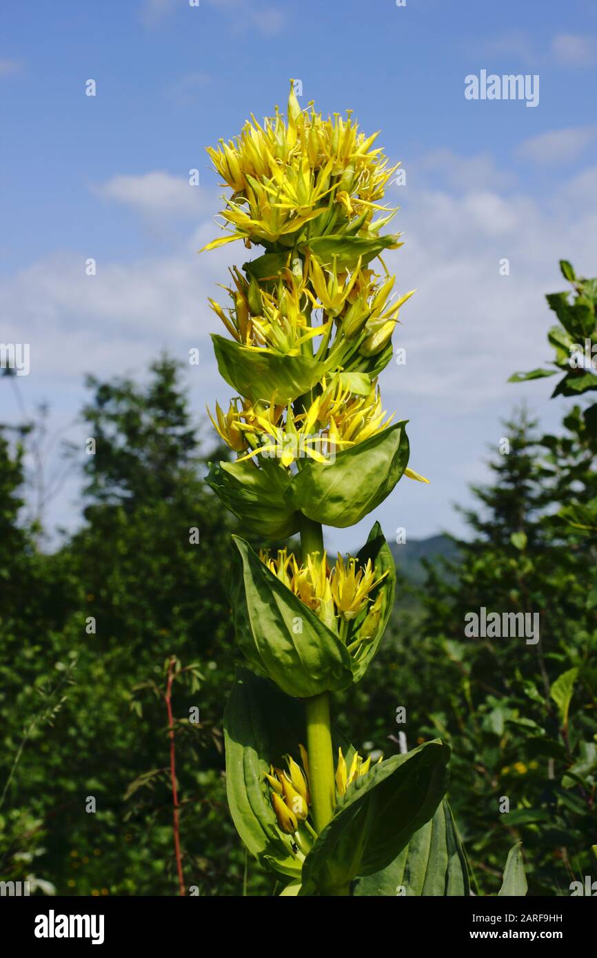 Gelber Enzian, Gentiana Lutea Foto Stock