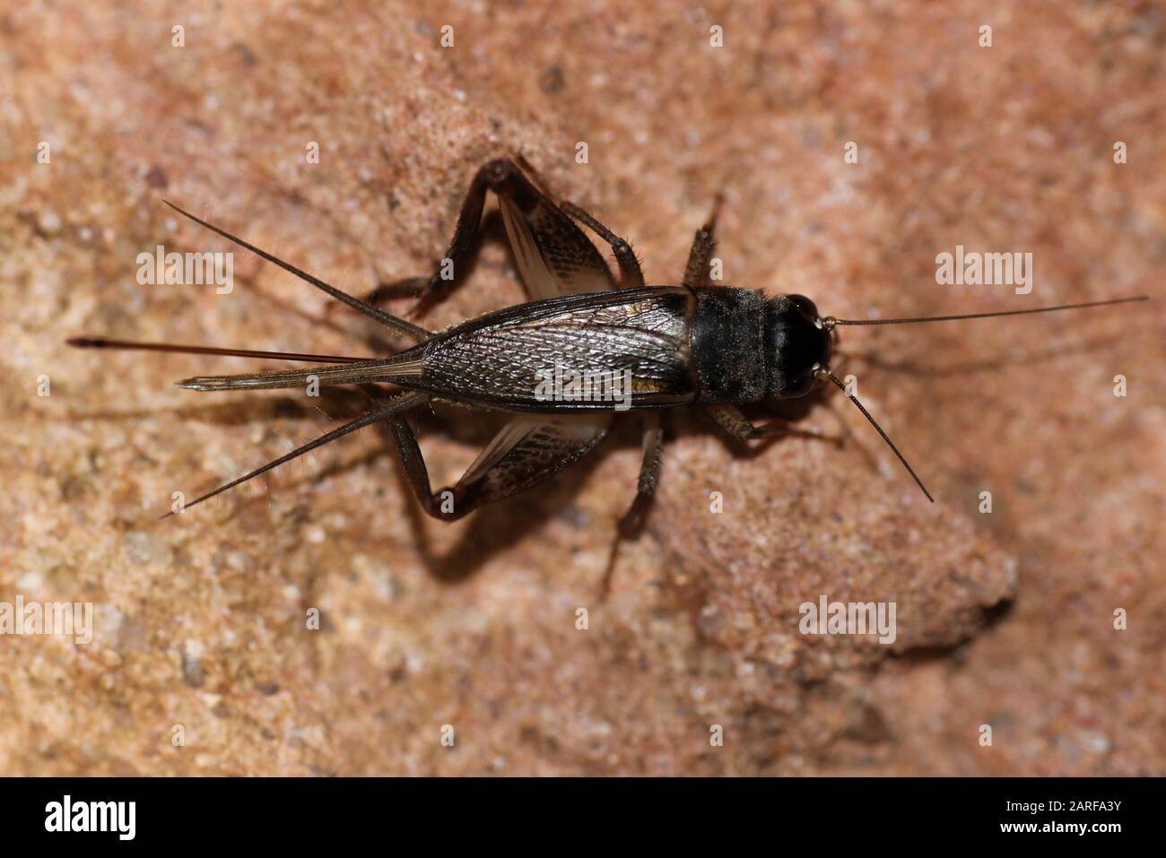 Cricket indiano non identificato di notte Foto Stock