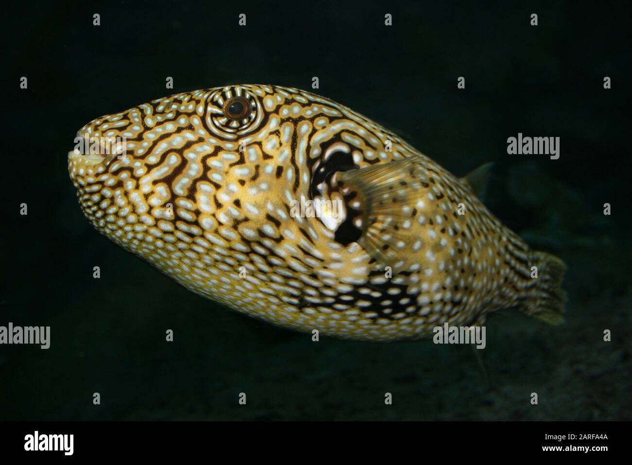 Mappa Pufferfish Arothron Mappa Foto Stock