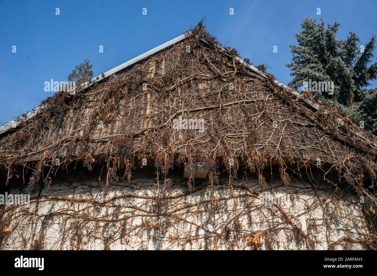 Pianta di vite overgrown con bacche blu che arrampicano il muro ed il tetto della casa rustica di pietra Foto Stock