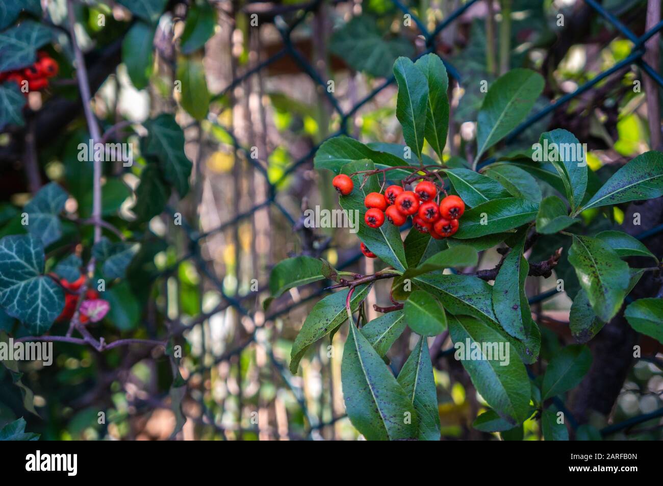 Bacche arancioni che crescono tra le foglie verde scuro sulla recinzione colpito dalla luce del sole Foto Stock